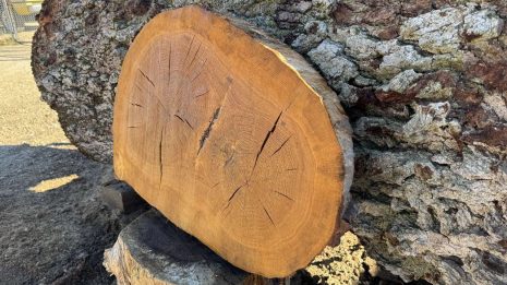 Cookie oval oak Cookie oval oak