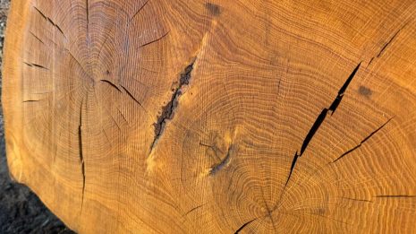 Cookie oval oak Cookie oval oak