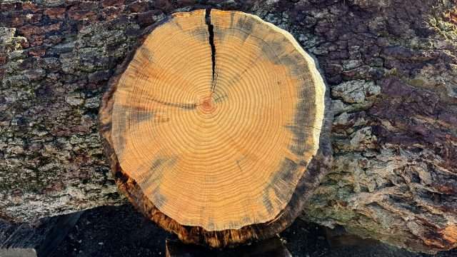 PINE COOKIE