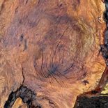 Burl 3