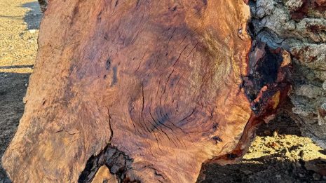 Burl 3 Burl 3