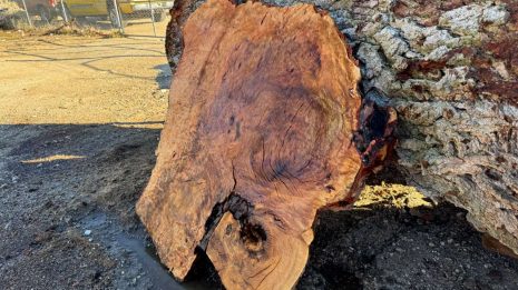 Burl2 Burl2