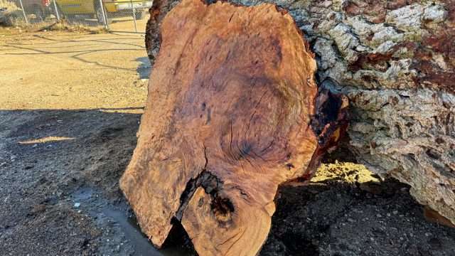 Oak Burl Root Slab