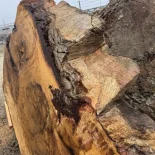 Oak Burl