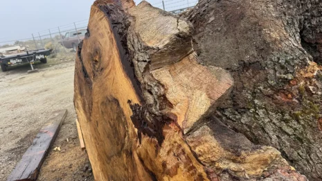 Oak Burl Oak Burl