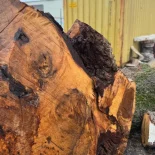 Oak Burl
