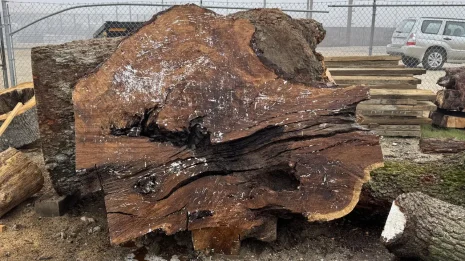 Oak Burl Oak Burl