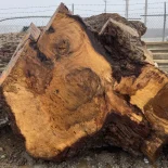 Oak Burl