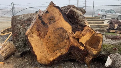 Oak Burl Oak Burl