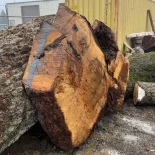 Oak Burl