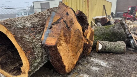 Oak Burl Oak Burl