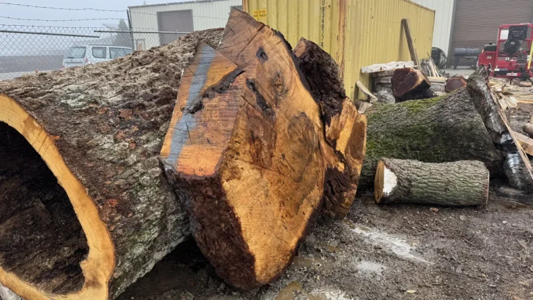 Oak Burl