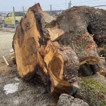 Oak Burl
