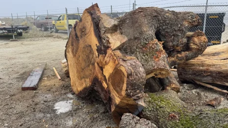 Oak Burl Oak Burl