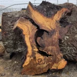Oak Burl