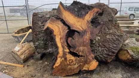 Oak Burl Oak Burl