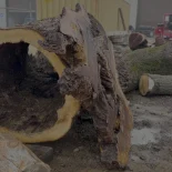 Oak Burl
