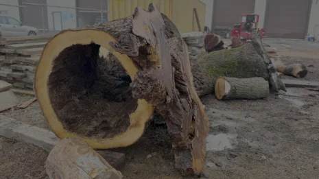 Oak Burl Oak Burl