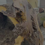 Oak Burl