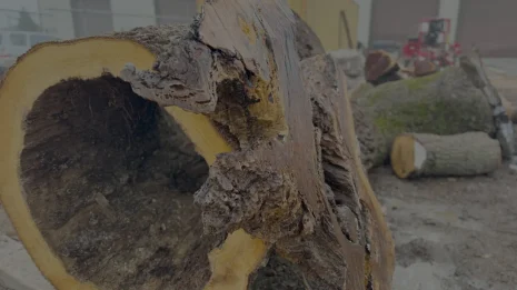 Oak Burl Oak Burl