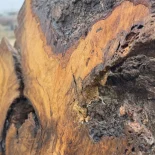 Oak Burl