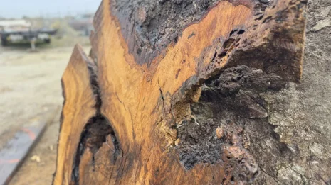 Oak Burl Oak Burl