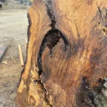 Oak Burl