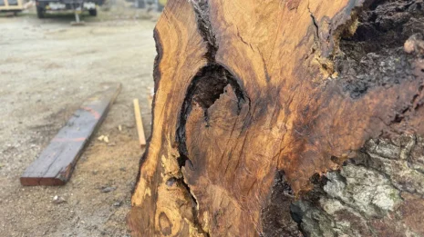 Oak Burl Oak Burl
