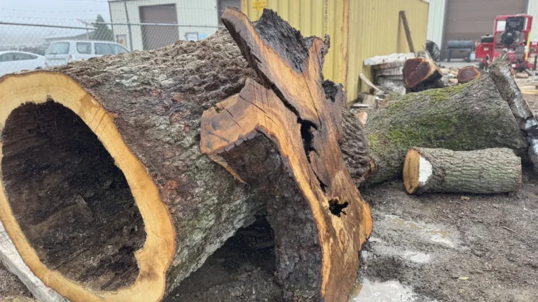 Oak Burl