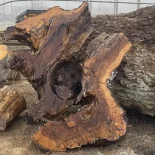 Oak Burl
