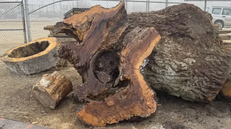 Oak Burl Oak Burl