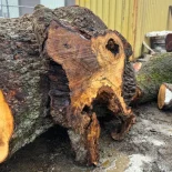 Oak Burl