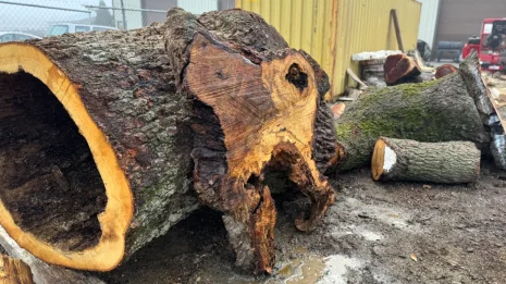 Oak Burl Oak Burl