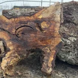 Oak Burl