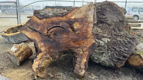 Oak Burl Oak Burl