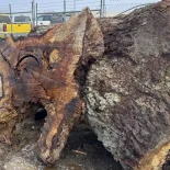 Oak Burl