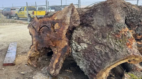 Oak Burl Oak Burl