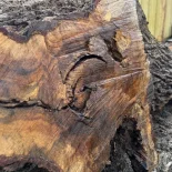 Oak Burl