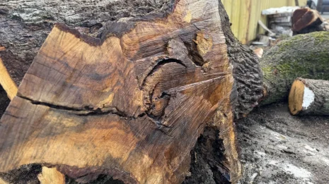 Oak Burl Oak Burl