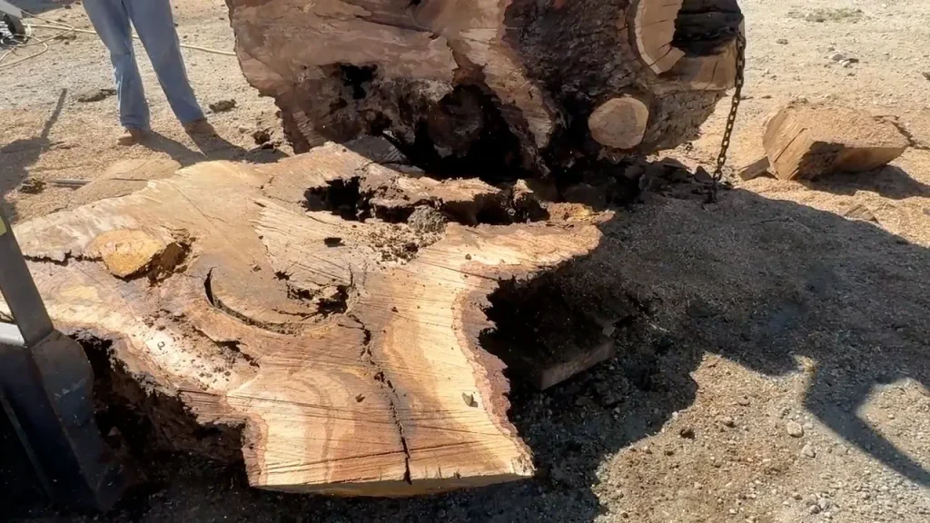 Giant Oak Rootball Converted into Octagon Dining Table