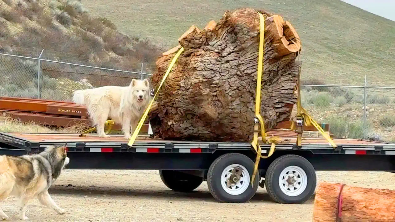 Massive Oak Rootball destined to become a stunning Octagon Dining Table
