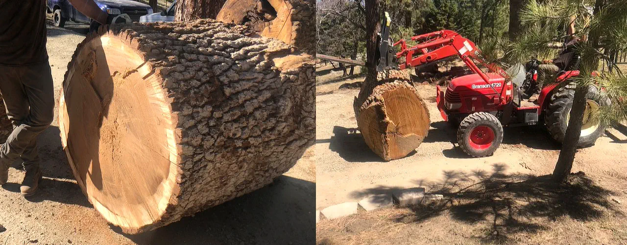 Huge Trees Going To The Mill